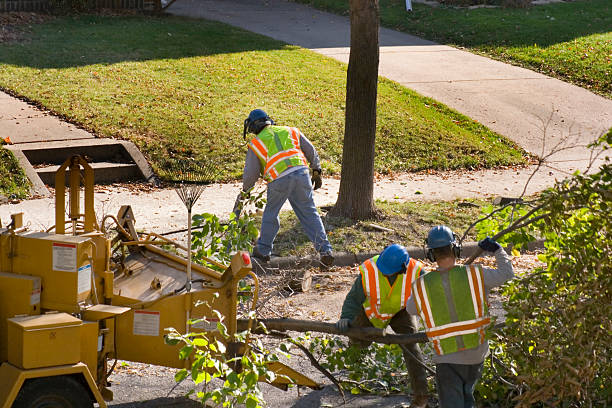 Best Storm Damage Tree Cleanup  in East Quincy, CA